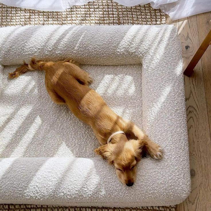 Dog Sofa Bed